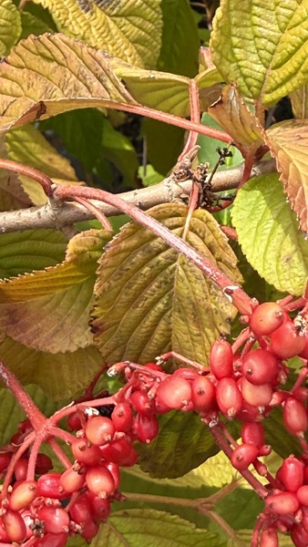 VIBURNUM PLICATUM MARIESI