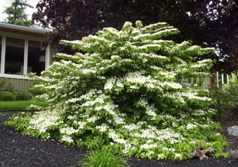 VIBURNUM PLICATUM MARIESI
