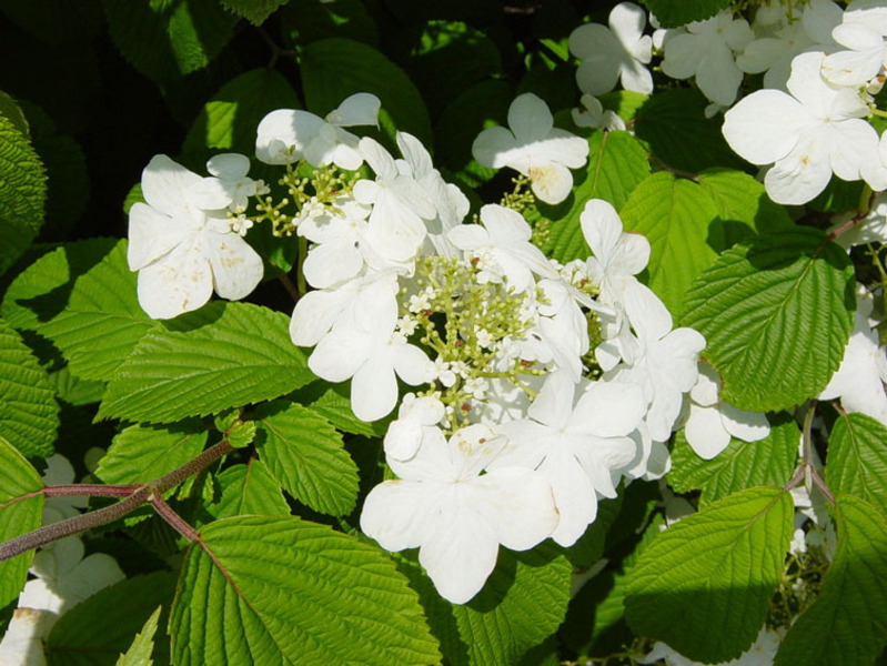 VIBURNUM PLICATUM MARIESI