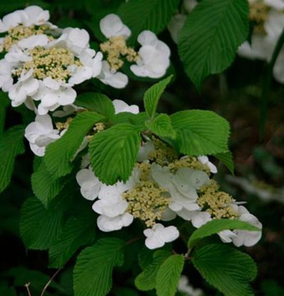 VIBURNUM PLICATUM F.TOMENTOSUM