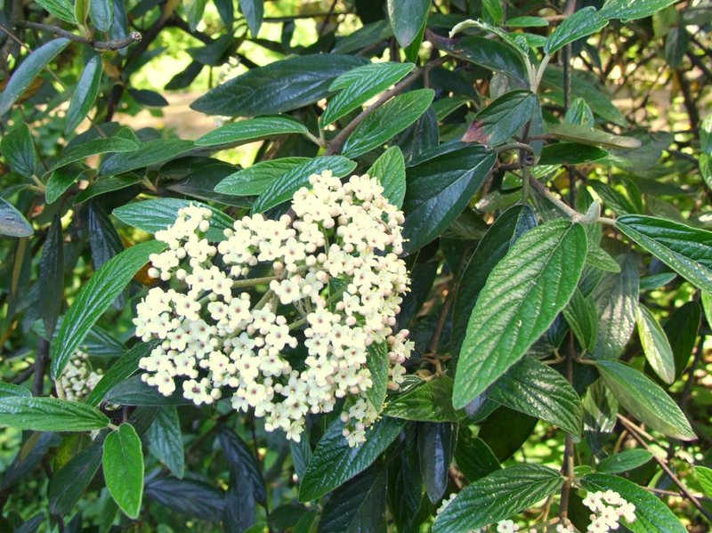 VIBURNUM PRAGENSE