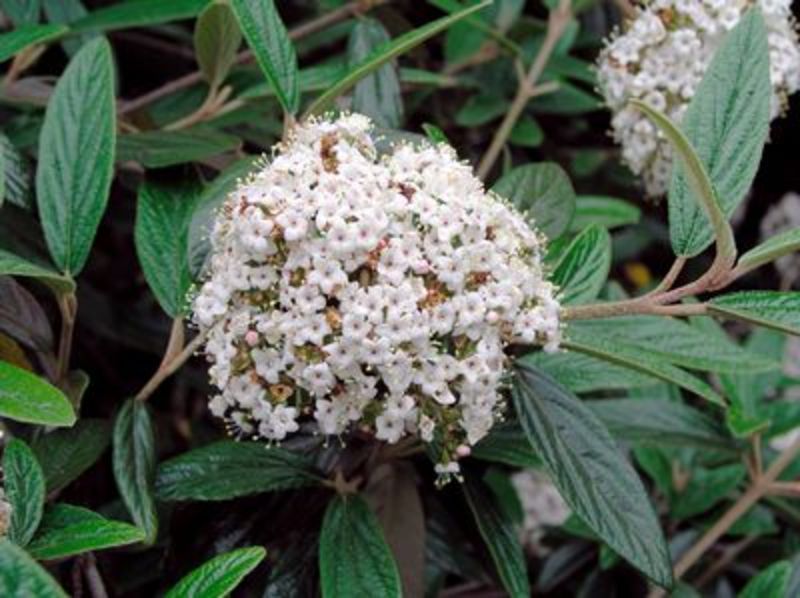 VIBURNUM PRAGENSE