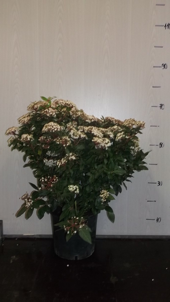 VIBURNUM TINUS