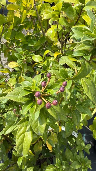 VIBURNUM TINUS EVE PRICE