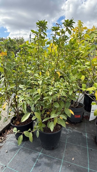 VIBURNUM TINUS EVE PRICE