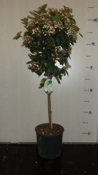 VIBURNUM TINUS