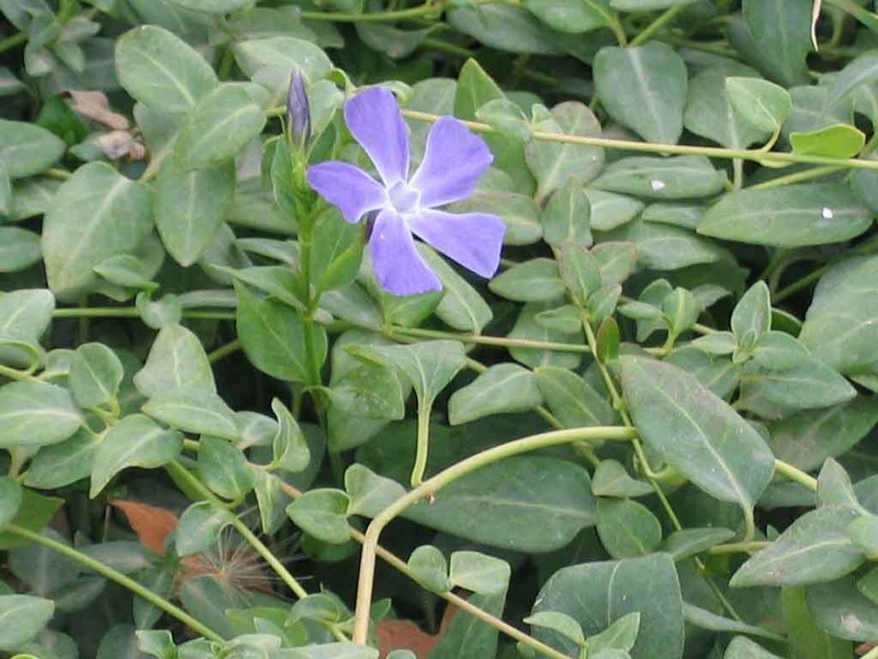 VINCA MAJOR