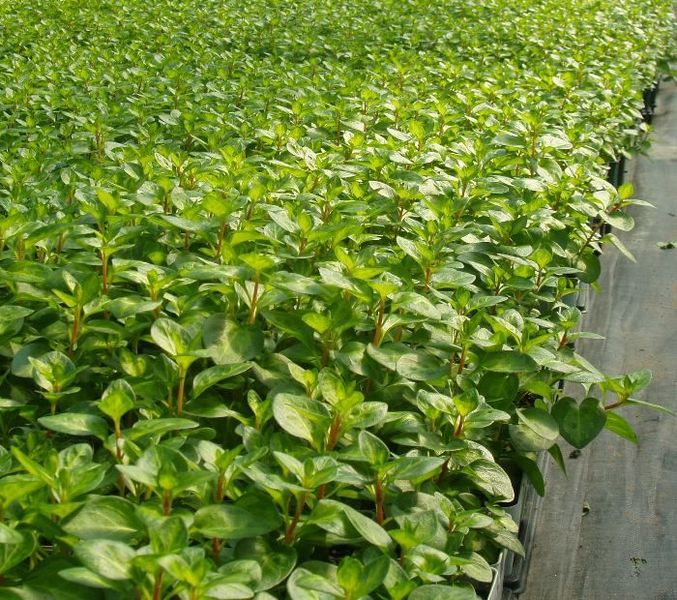 VINCA MAJOR MACULATA