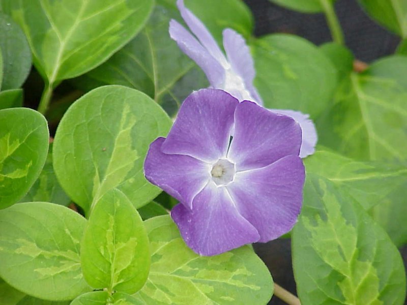 VINCA MAJOR MACULATA