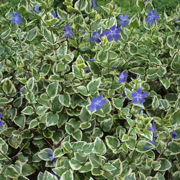VINCA MAJOR VARIEGATA