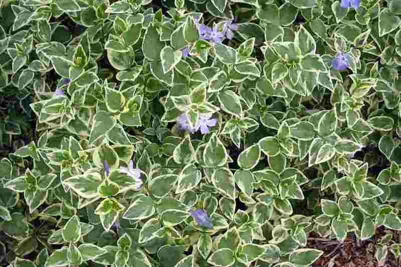 VINCA MAJOR VARIEGATA