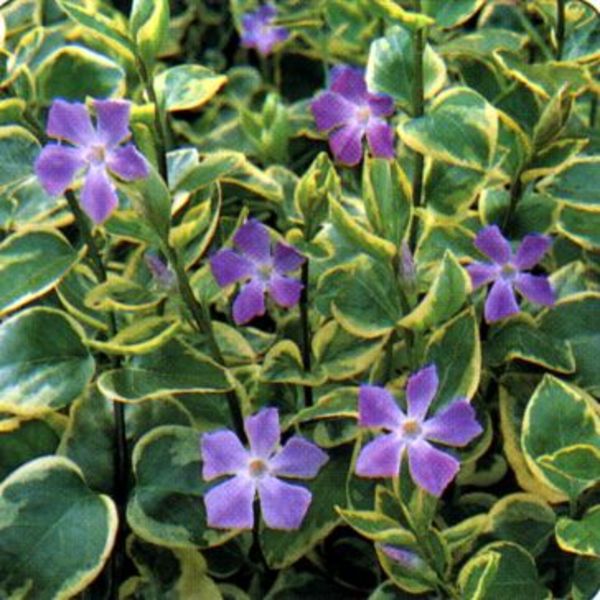 VINCA MAJOR VARIEGATA