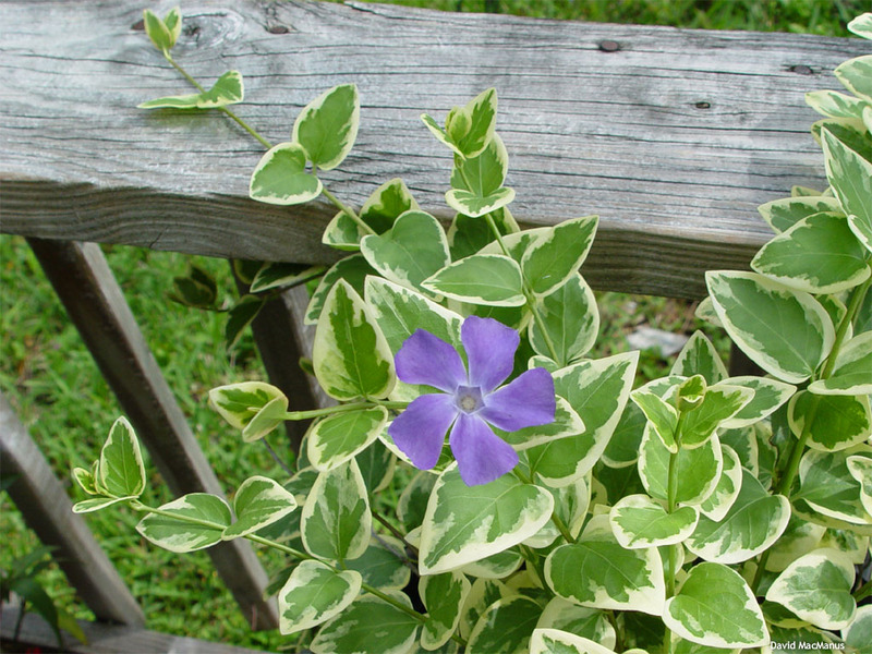 VINCA MAJOR VARIEGATA