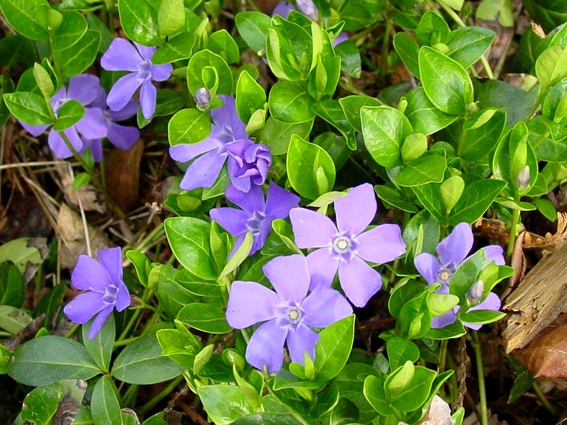 VINCA MINOR