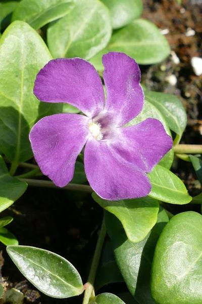 VINCA MINOR ATROPURPUREA