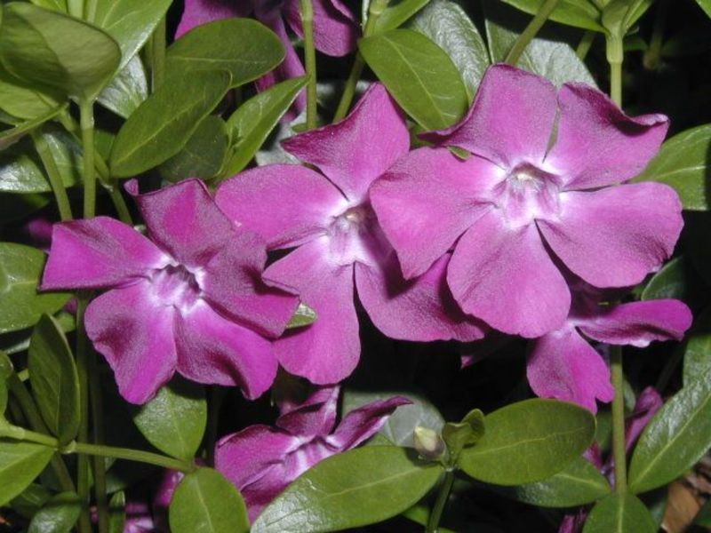 VINCA MINOR ATROPURPUREA