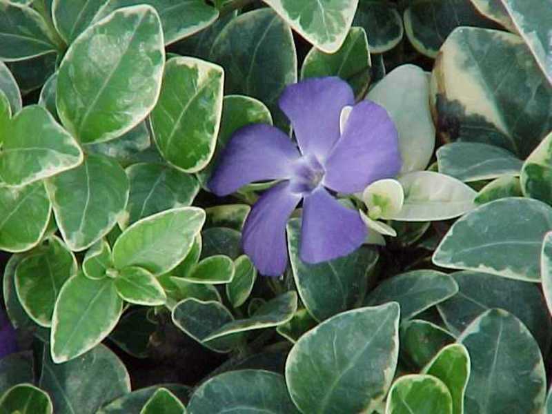 VINCA MINOR VARIEGATA