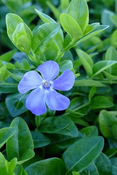 VINCA MINOR FLOWER POWER