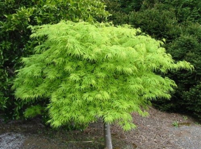 ACER PALM. DISS. VIRIDIS