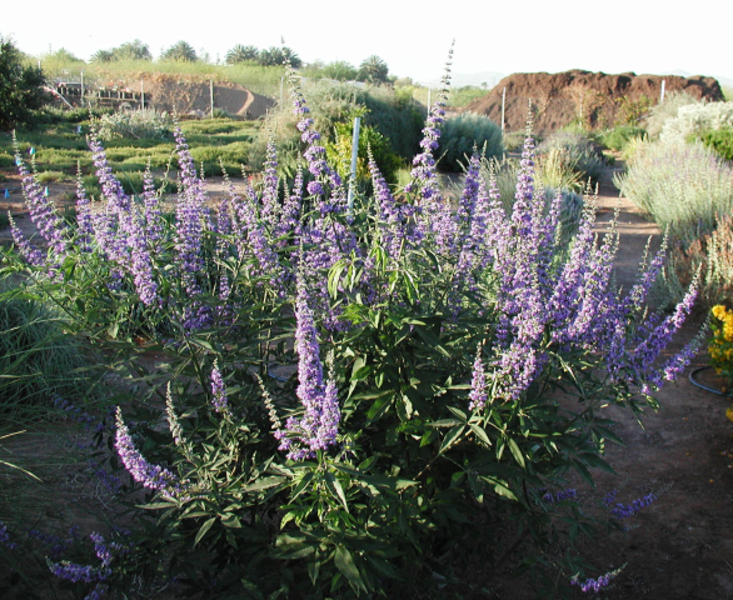 VITEX AGNUS-CASTUS