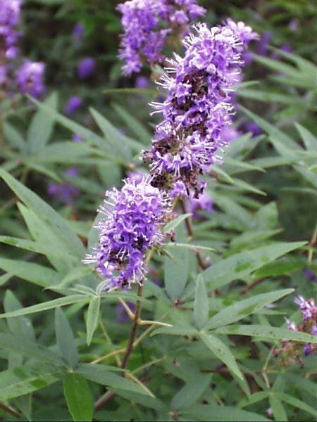 VITEX AGNUS-CASTUS