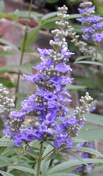 VITEX AGNUS-CASTUS