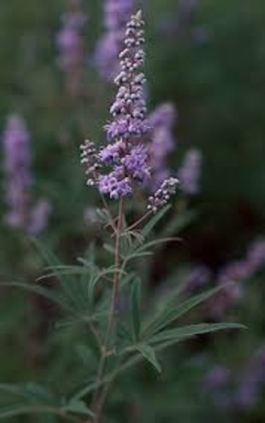 VITEX AGNUS-CASTUS