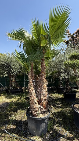 WASHINGTONIA ROBUSTA