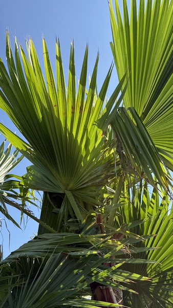 WASHINGTONIA ROBUSTA