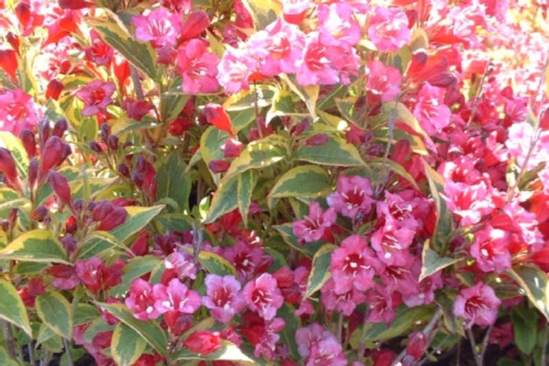 WEIGELA BRIGELA