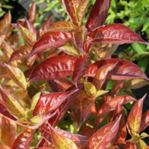 WEIGELA FLORIDA WINGS OF FIRE