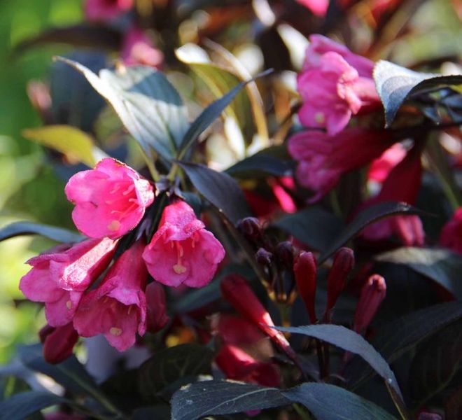 WEIGELA FLORIDA ALEXANDRA
