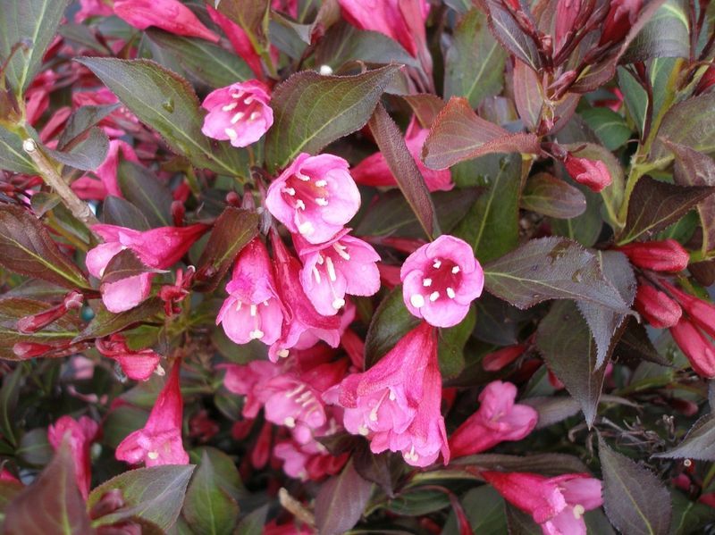 WEIGELA FLORIDA ALEXANDRA