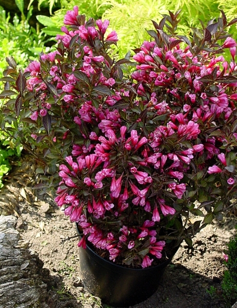 WEIGELA FLORIDA ALEXANDRA