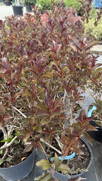 WEIGELA FLORIDA ALEXANDRA