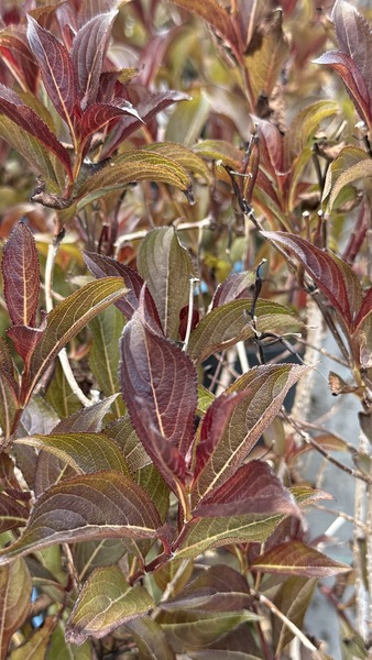 WEIGELA FLORIDA ALEXANDRA