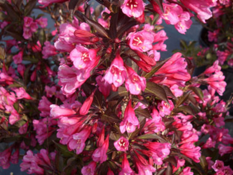 WEIGELA FLORIDA CANDIDA