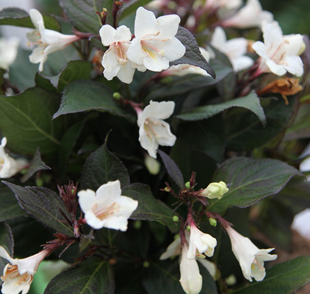 WEIGELA FLORIDA EBONY IVORY