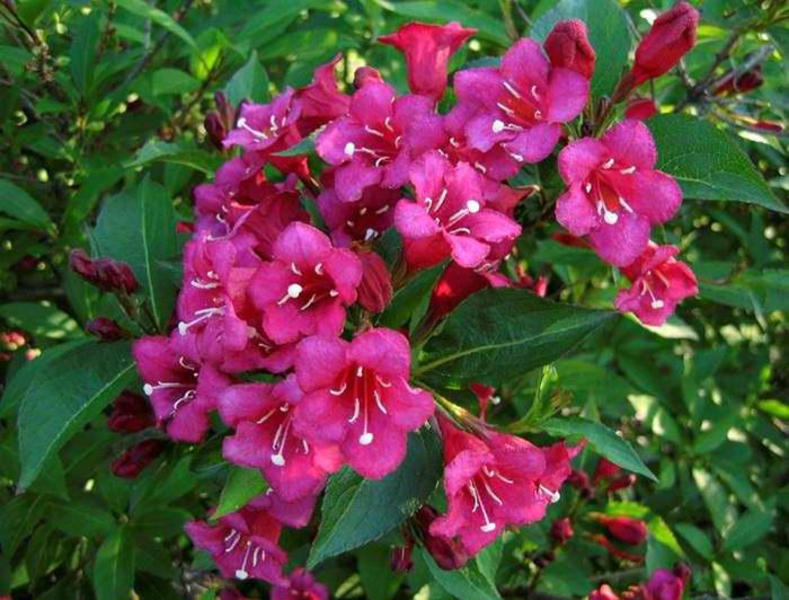 WEIGELA FLORIDA EVA RATHKE