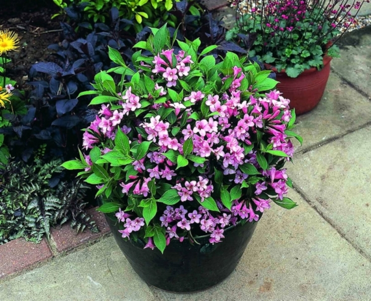 WEIGELA FLORIDA PINK POPPET