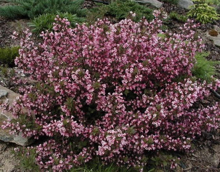 WEIGELA FLORIDA PURPUREA NANA