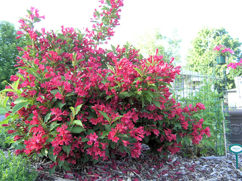 WEIGELA FLORIDA RED PRINCE