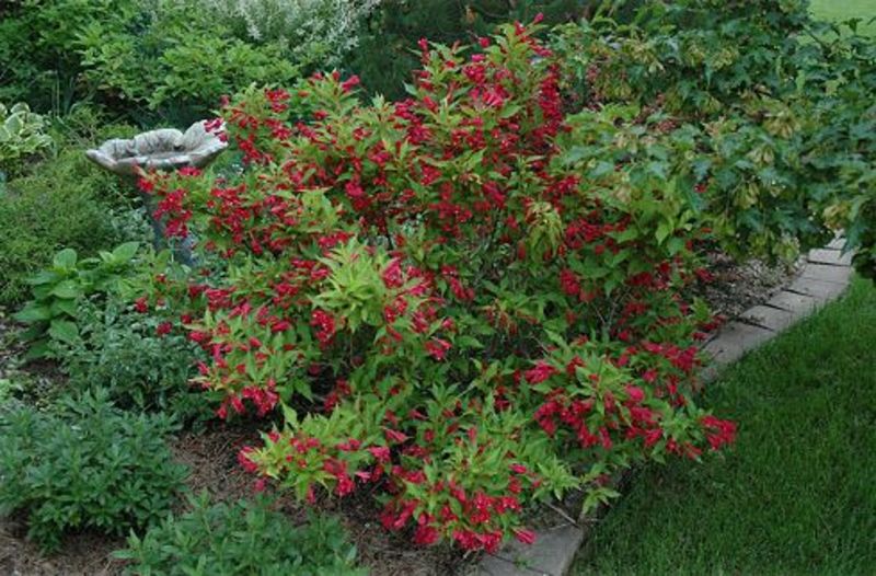WEIGELA FLORIDA RED PRINCE