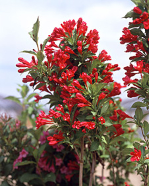 WEIGELA FLORIDA RED PRINCE