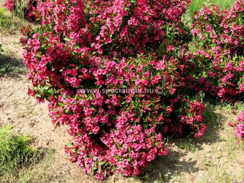 WEIGELA FLORIDA RED PRINCE
