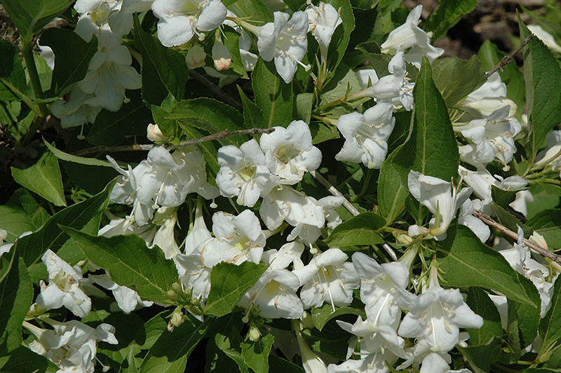 WEIGELA FLORIDA SNOWFLAKE