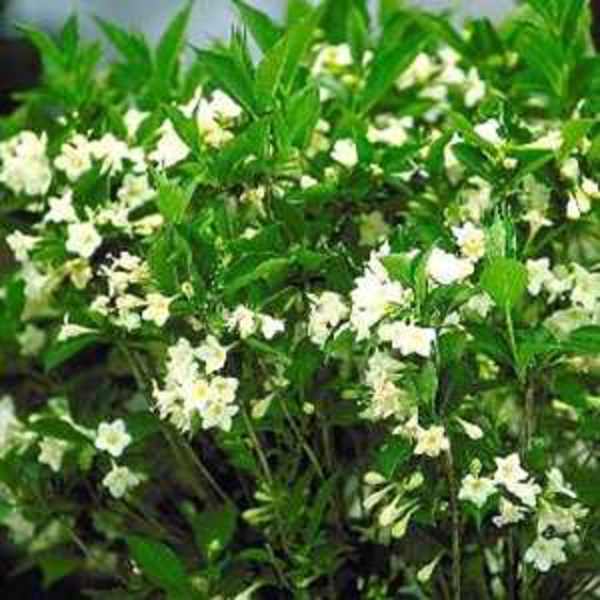 WEIGELA FLORIDA SNOWFLAKE
