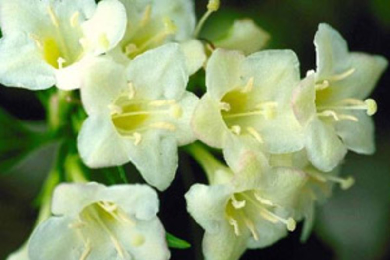 WEIGELA FLORIDA SNOWFLAKE