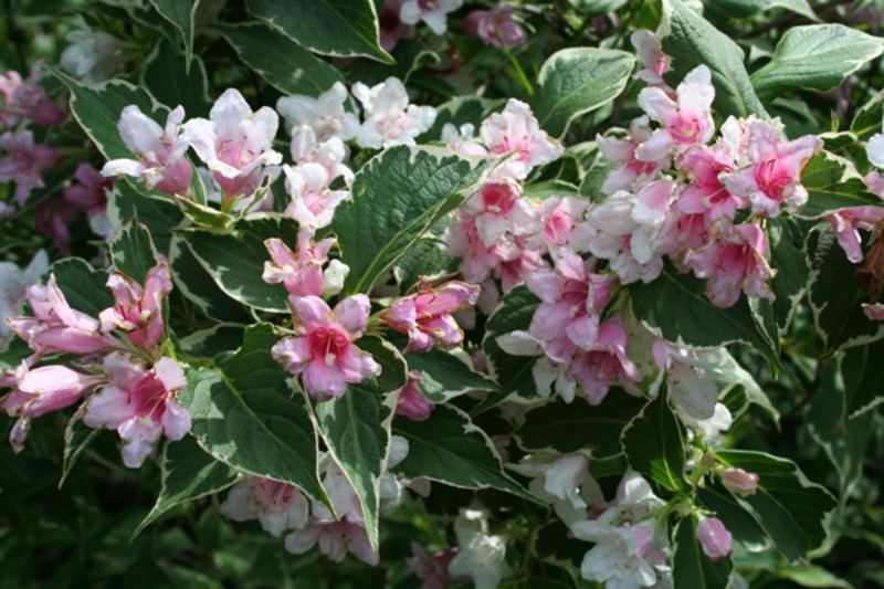 WEIGELA FLORIDA SUZANNE