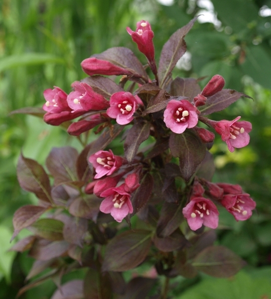 WEIGELA FLORIDA TANGO